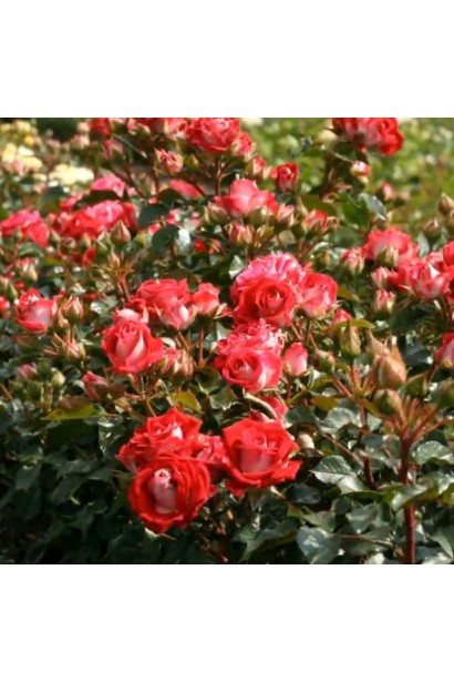 Пышные соцветия розы Руби Стар